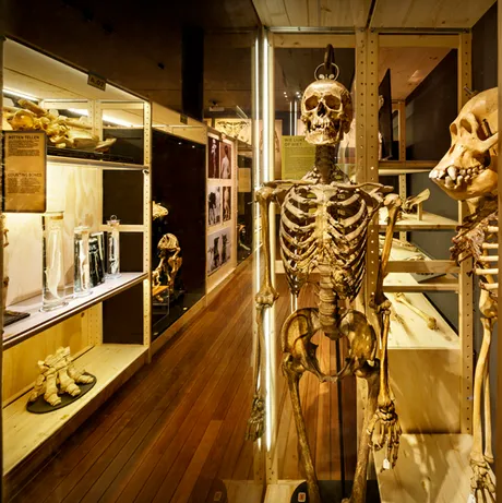 Skeleton