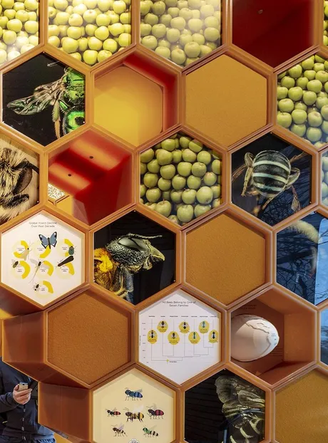 Zoom of the hive details