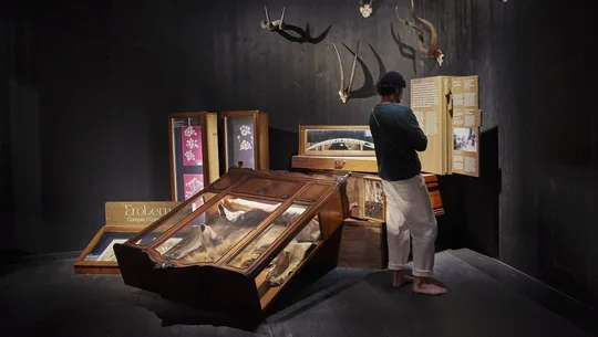 A historic wooden showcase or cabinet appears to have fallen over. Next to it, a man reads a text sign.