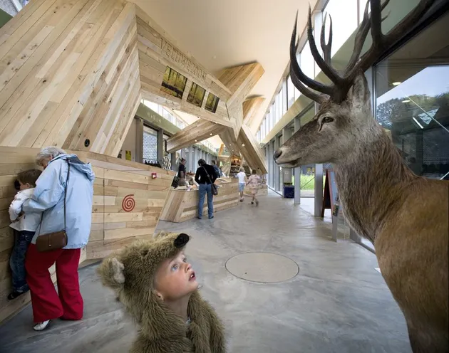 Staring at a reindeer