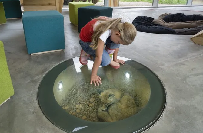 A looking at a fox in the ground