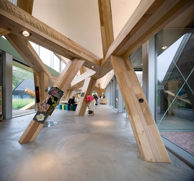 Tree from the backside